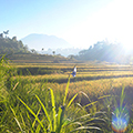 indonésie: Rýže od nevidím do nevidím :)